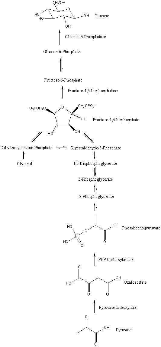 Diagram of the gluconeogenesis pathway showing the sequence of enzymatic steps from pyruvate to glucose, with bypass enzymes at irreversible glycolytic steps