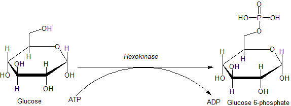 Hexokinase enzyme showing open and closed conformations upon glucose binding