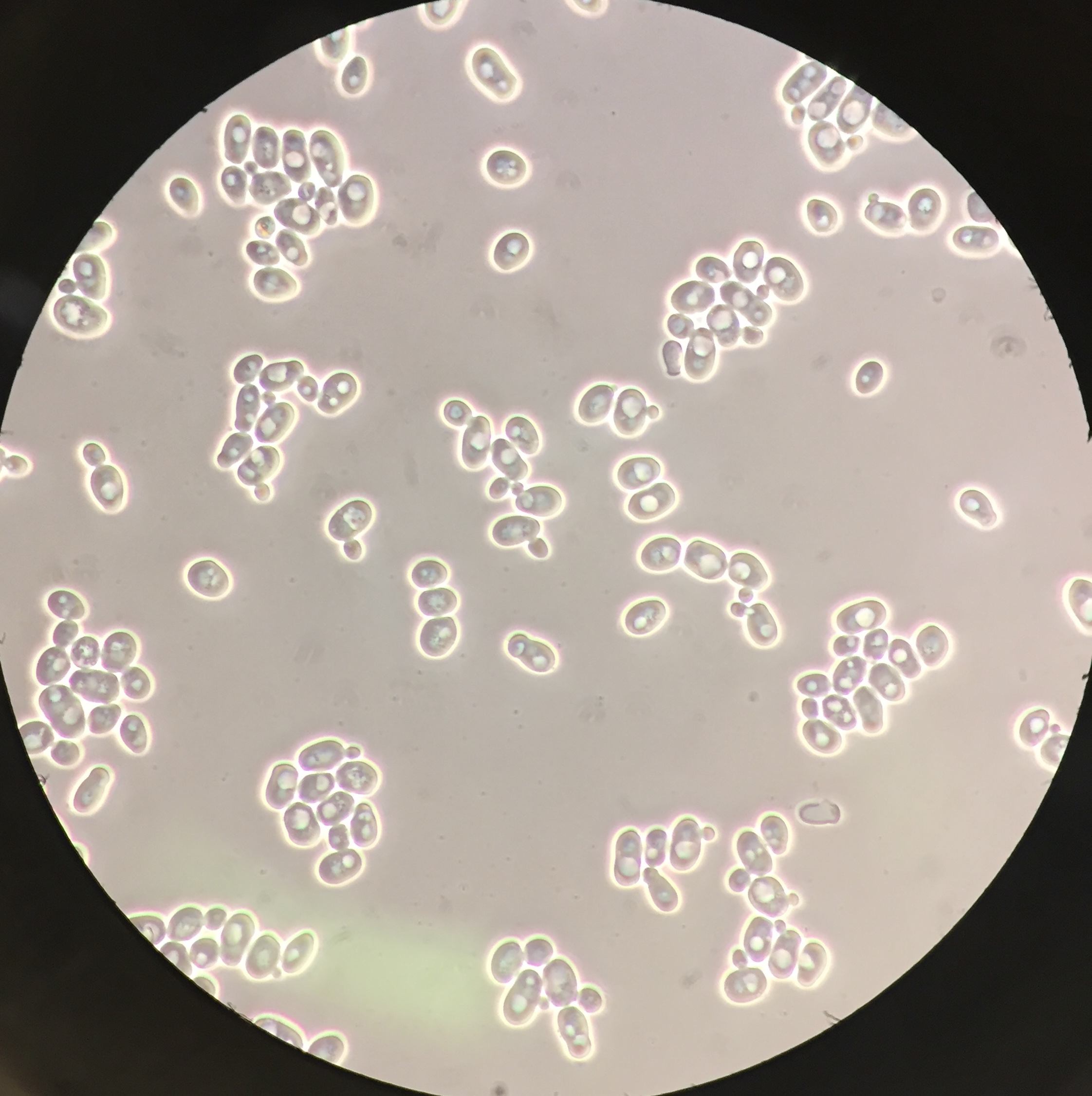 Phase-contrast microscopy of yeast cells