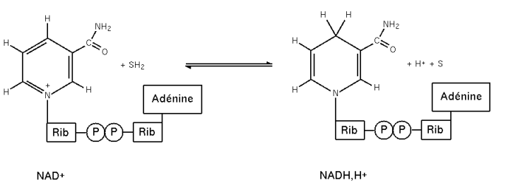 Chemical structures showing the redox interconversion between the oxidized form NAD+ and the reduced form NADH, with the nicotinamide ring accepting a hydride ion