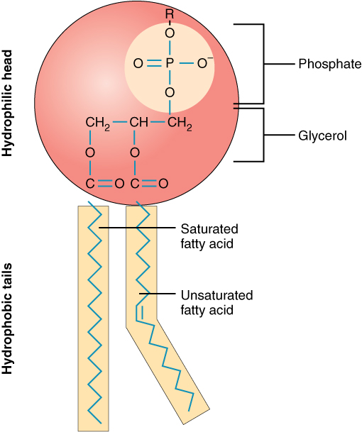 Labeled diagram of a phospholipid molecule showing the polar hydrophilic head group and two nonpolar hydrophobic fatty acid tails, with a kink from an unsaturated fatty acid