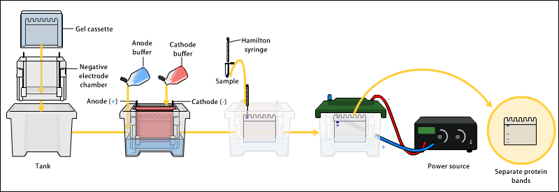 Diagram of SDS-PAGE electrophoresis showing protein separation by molecular weight through a polyacrylamide gel with an electric field